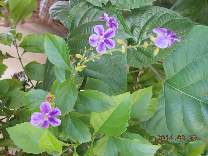 duranta