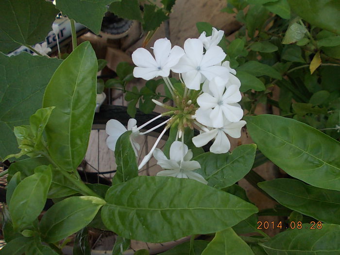 plumbago alb