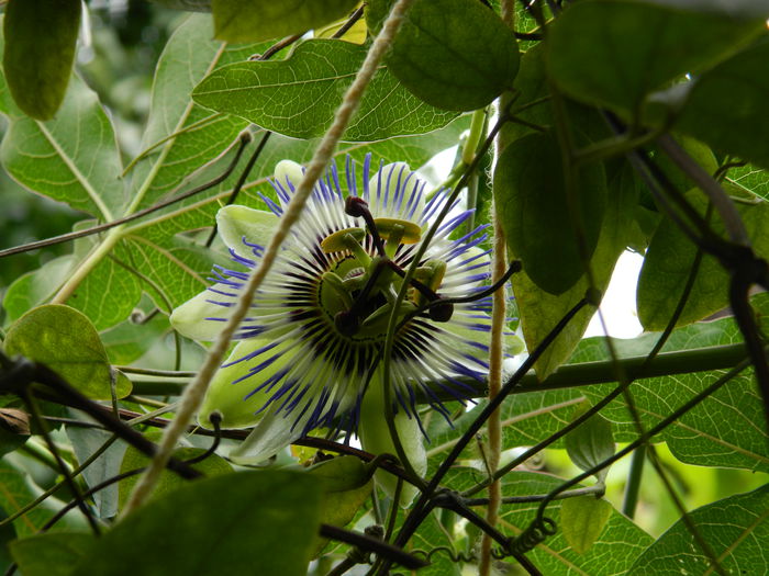 DSCN7566 - PASSIFLORA_2014