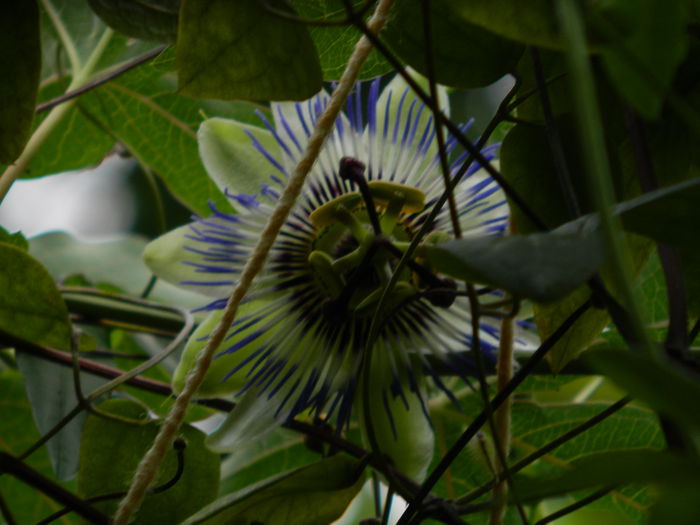 DSCN7575