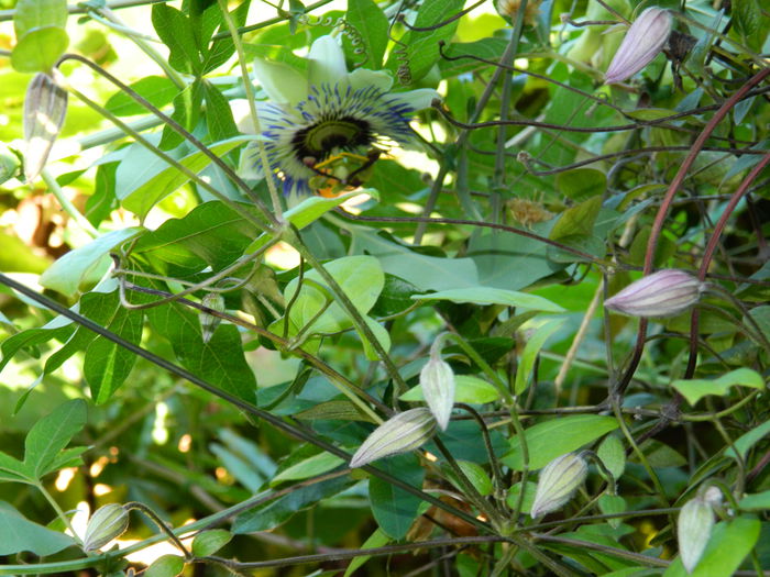DSCN7594 - PASSIFLORA_2014