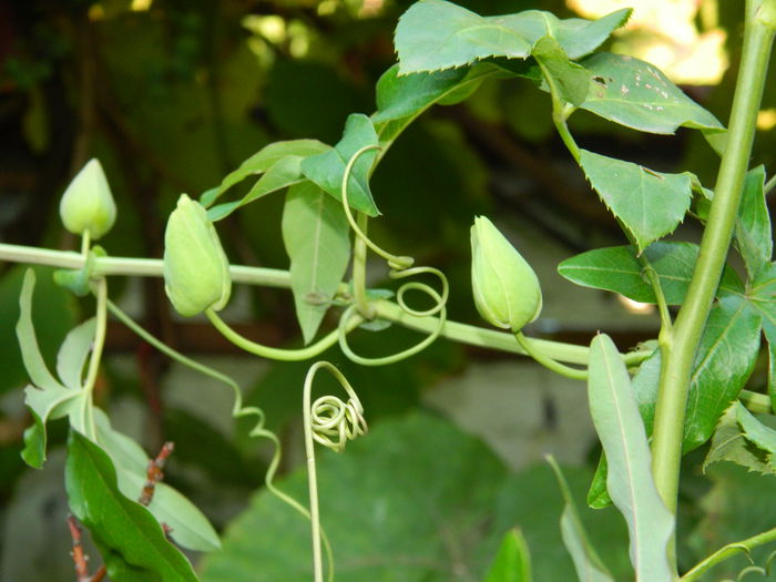 DSCN7600 - PASSIFLORA_2014