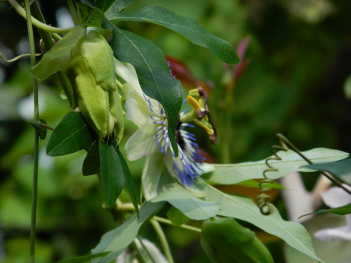 DSCN7605 - PASSIFLORA_2014