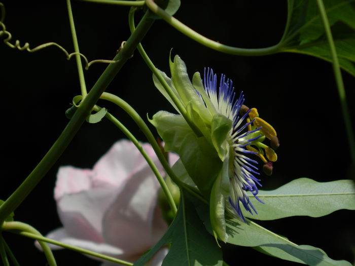 DSCN7636 - PASSIFLORA_2014
