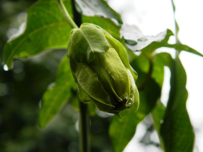 DSCN7760 - PASSIFLORA_2014