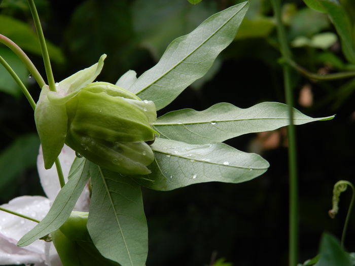 DSCN7761 - PASSIFLORA_2014