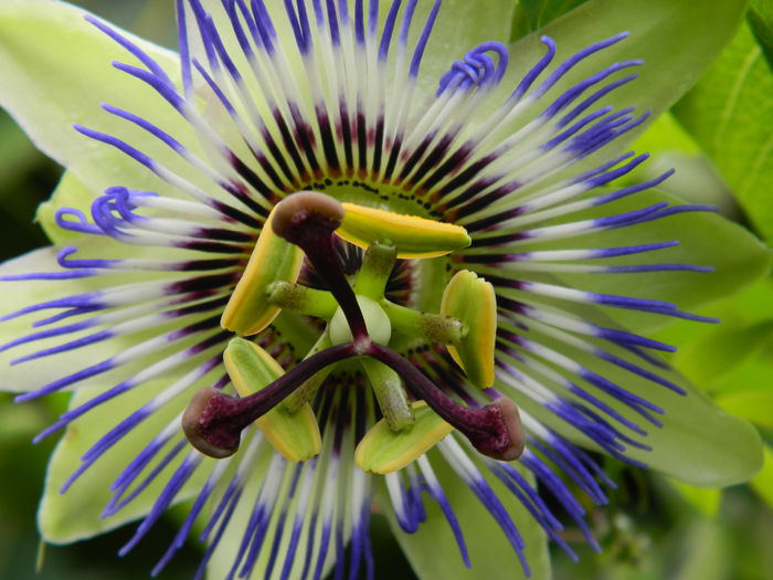 DSCN7776 - PASSIFLORA_2014