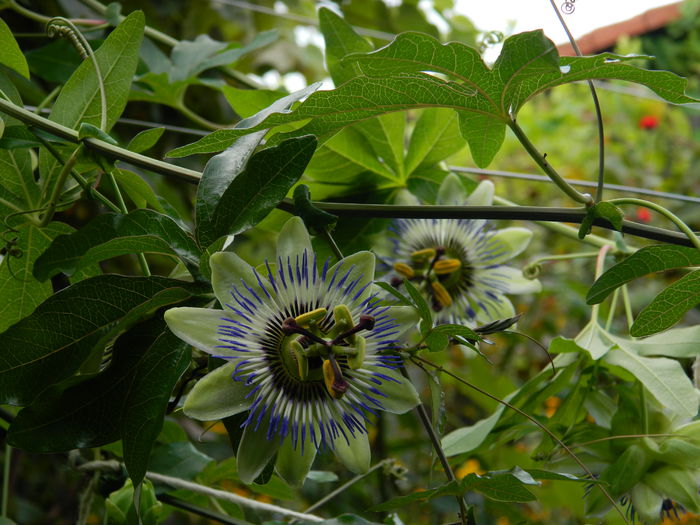 DSCN7778 - PASSIFLORA_2014