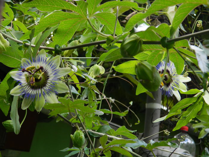 DSCN7780 - PASSIFLORA_2014
