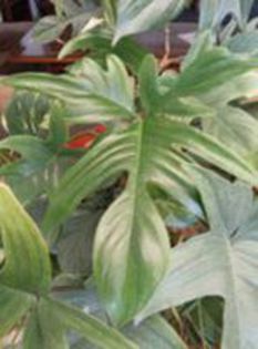 philodendron laciniatum( Pedatum) - 003-1 Philodendron
