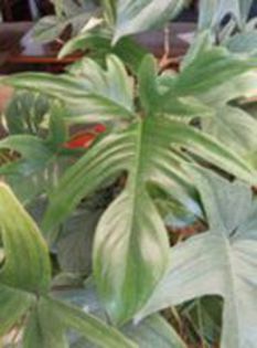 philodendron laciniatum( Pedatum)