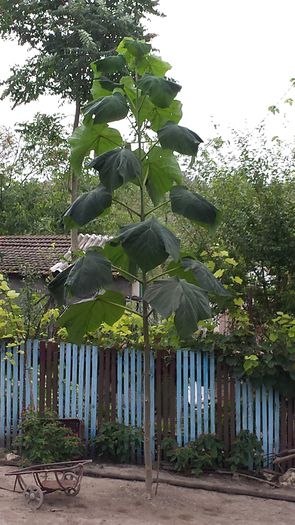 2014-08-28 08.57.17 - Paulownia Anul-1