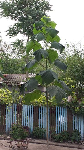 2014-08-28 08.57.22 - Paulownia Anul-1