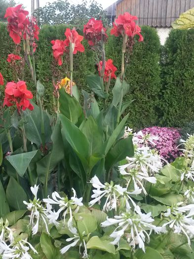 20140827_081157 - canna indica