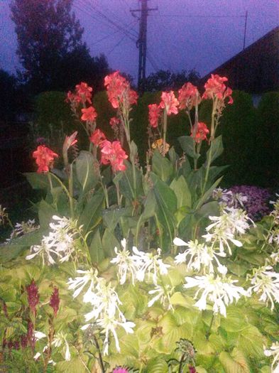 20140827_201837 - canna indica