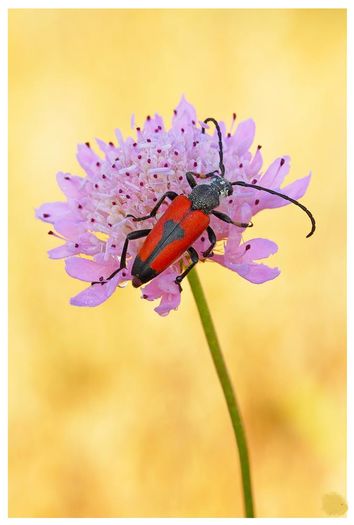 Stictoleptura cordigera - Fluturi si insecte