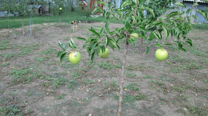 rapanel si virmisori si tot le tine