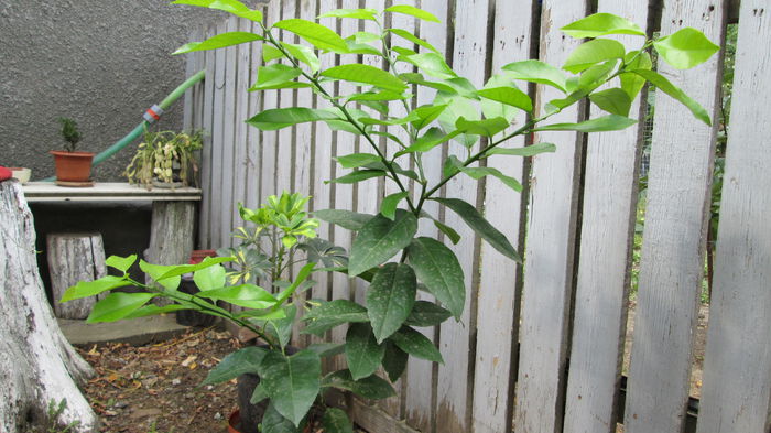 14 saptamani / 95 zile