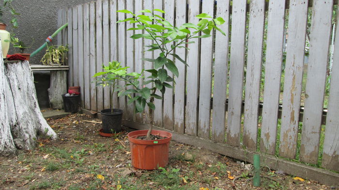 14 saptamani / 95 zile