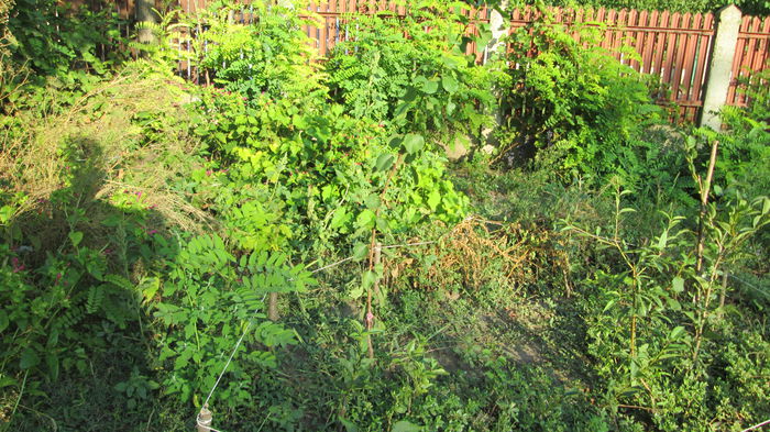 IMG_0791 - 8 august