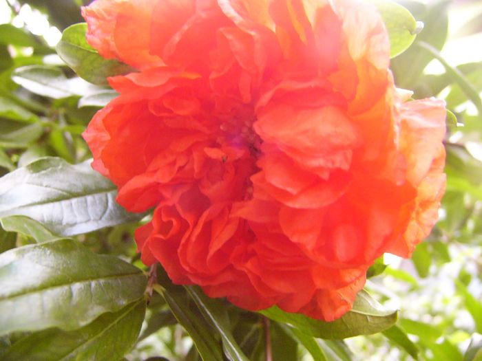 P1230035