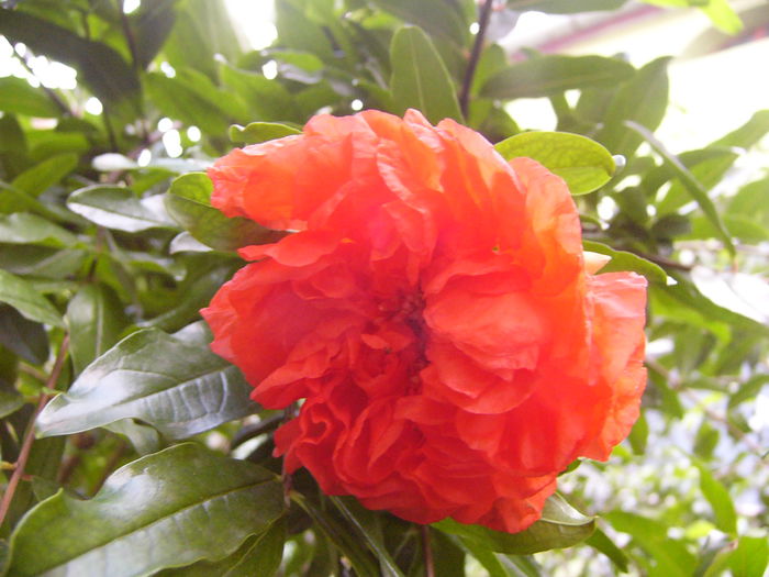 P1230036
