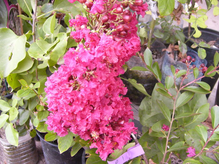 Lagerstroemia indica-Red Imperator-