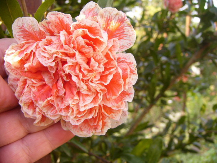 Punica Granatum