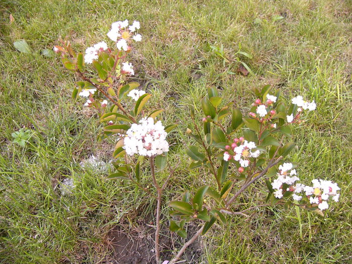 Lagerstroemia indica-Nivea- - Anul 2014 IV