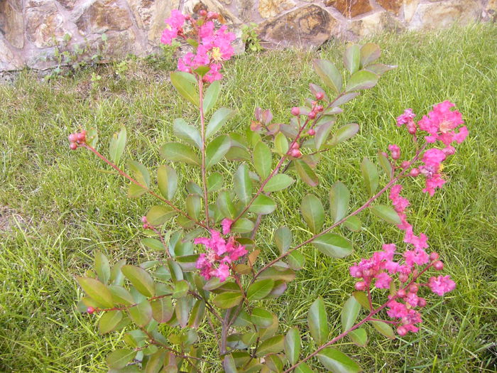 Lagerstroemia Indica-Wathermelon- - Anul 2014 IV