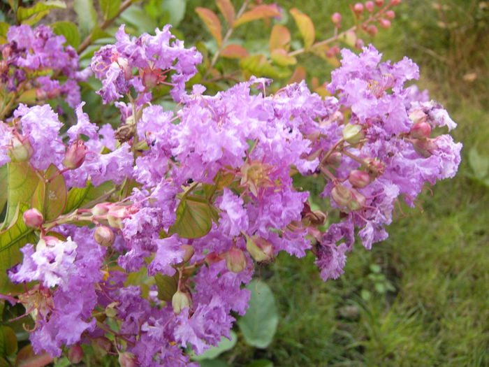 Lagerstroemia indica fl. lila parfumate - Anul 2014 IV