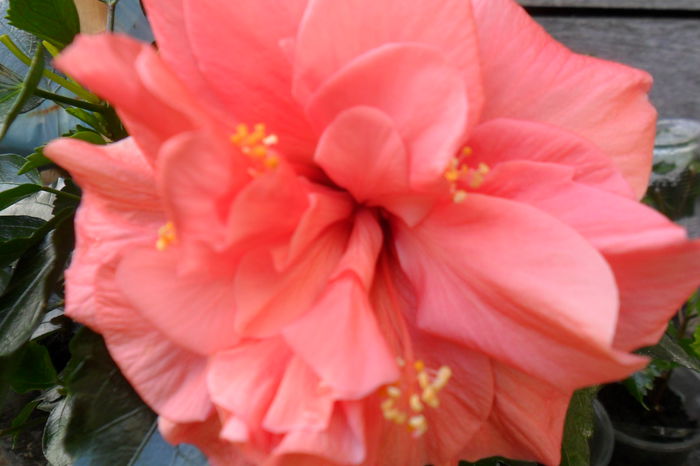 Picture 002 - hibiscusi 2014-2