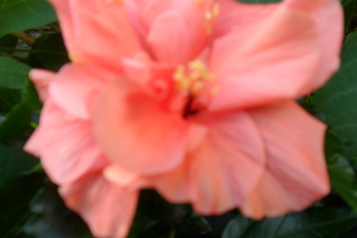 Picture 003 - hibiscusi 2014-2