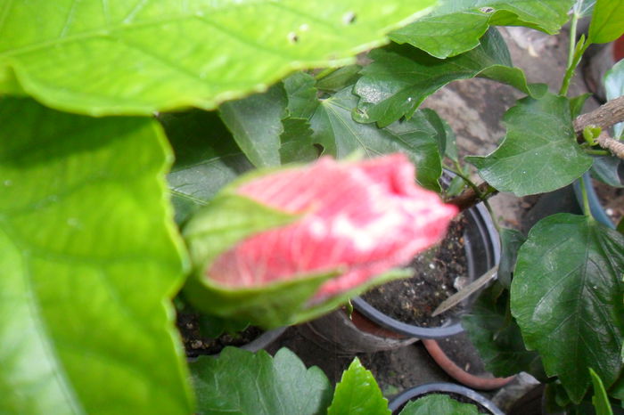 Picture 032 - hibiscusi 2014-2