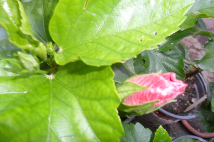 Picture 033 - hibiscusi 2014-2