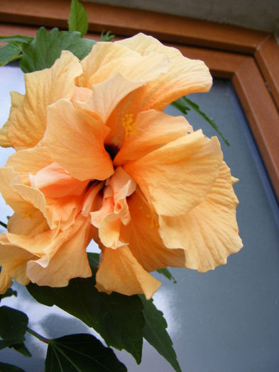 DSCF0004