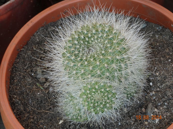 DSC07072 - Cactusi  si suculente 2014
