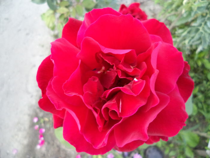 DSC01142 - Trandafiri 2014