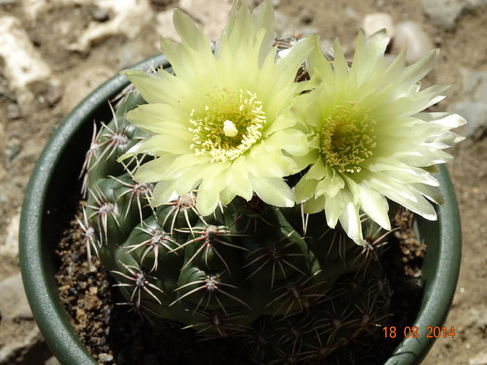 DSC07091 - Cactusi  si suculente 2014