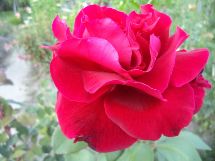 DSC01144 - Trandafiri 2014