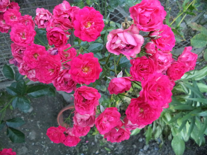 LEIPZIG - Trandafiri 2014