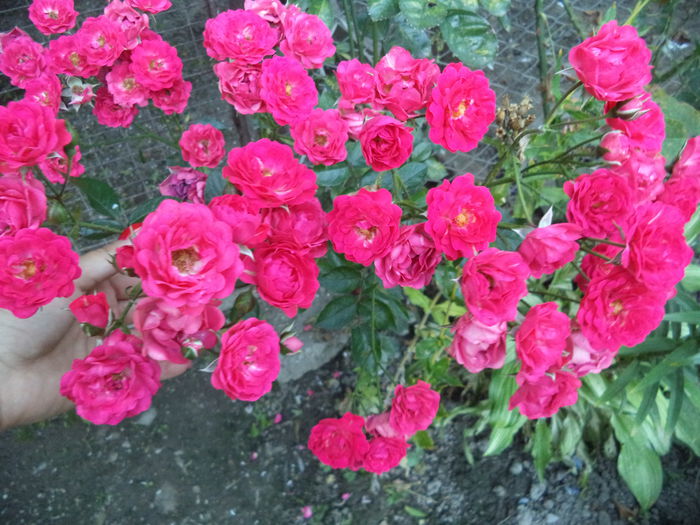 LEIPZIG - Trandafiri 2014