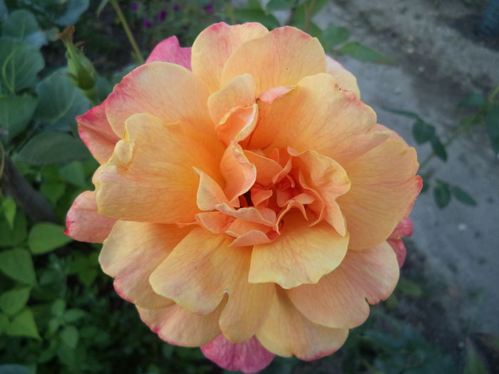 DSC01139 - Trandafiri 2014