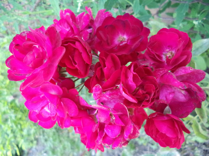 LEIPZIG - Trandafiri 2014