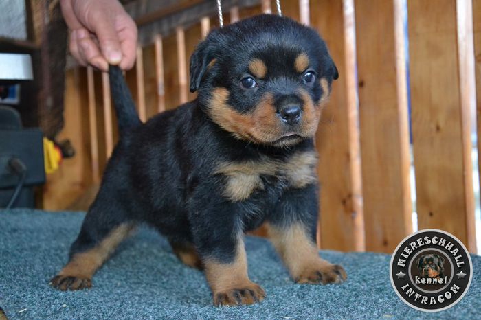 Pui Rottweiler de vanzare - ROTTWEILER DE VANZARE