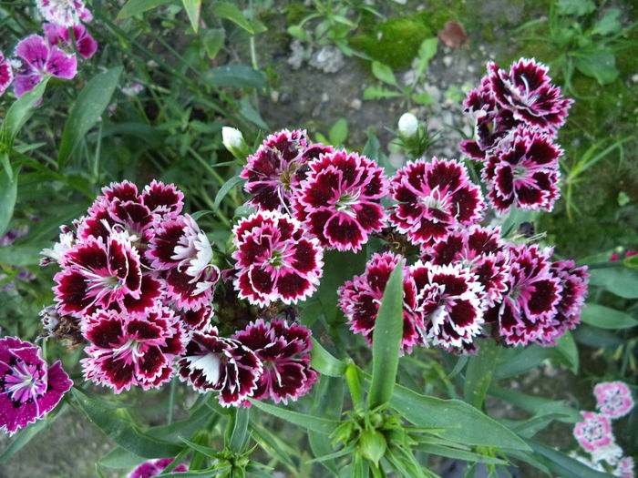 DSC01136