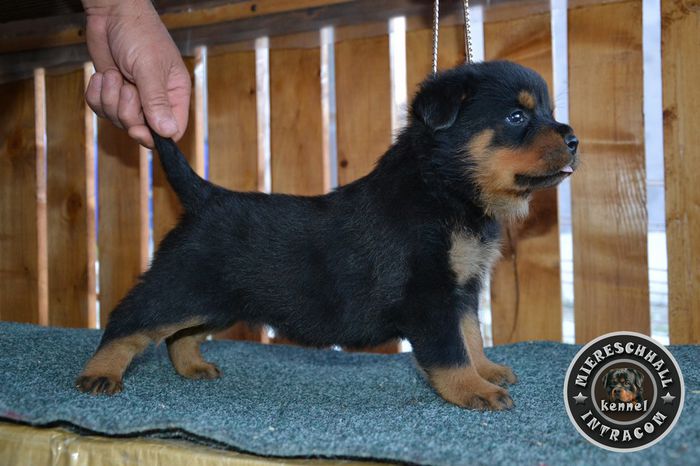 Pui Rottweiler de vanzare