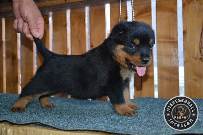 Pui Rottweiler de vanzare; Pui Rottweiler de vanzare
