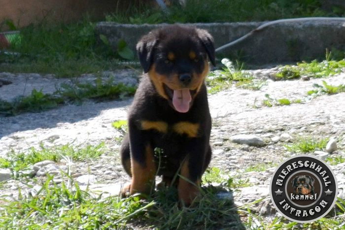 Pui Rottweiler de vanzare; Pui Rottweiler de vanzare
