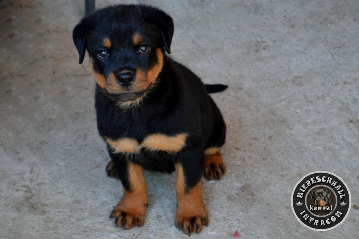 Pui Rottweiler de vanzare; Pui Rottweiler de vanzare
